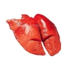 Картинки по запросу легені серце нирки свинина